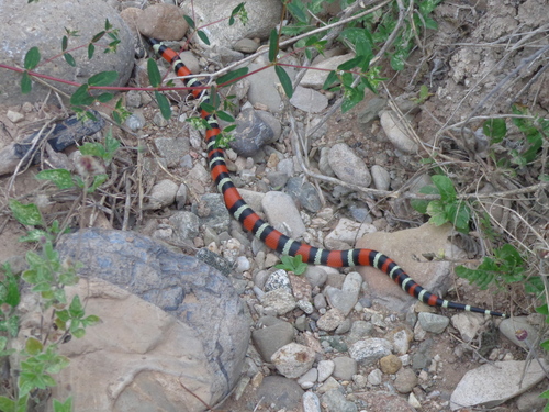 Photo of a Atlantic Central American Milksnake (Lampropeltis polyzona)