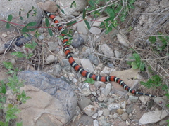 Lampropeltis polyzona