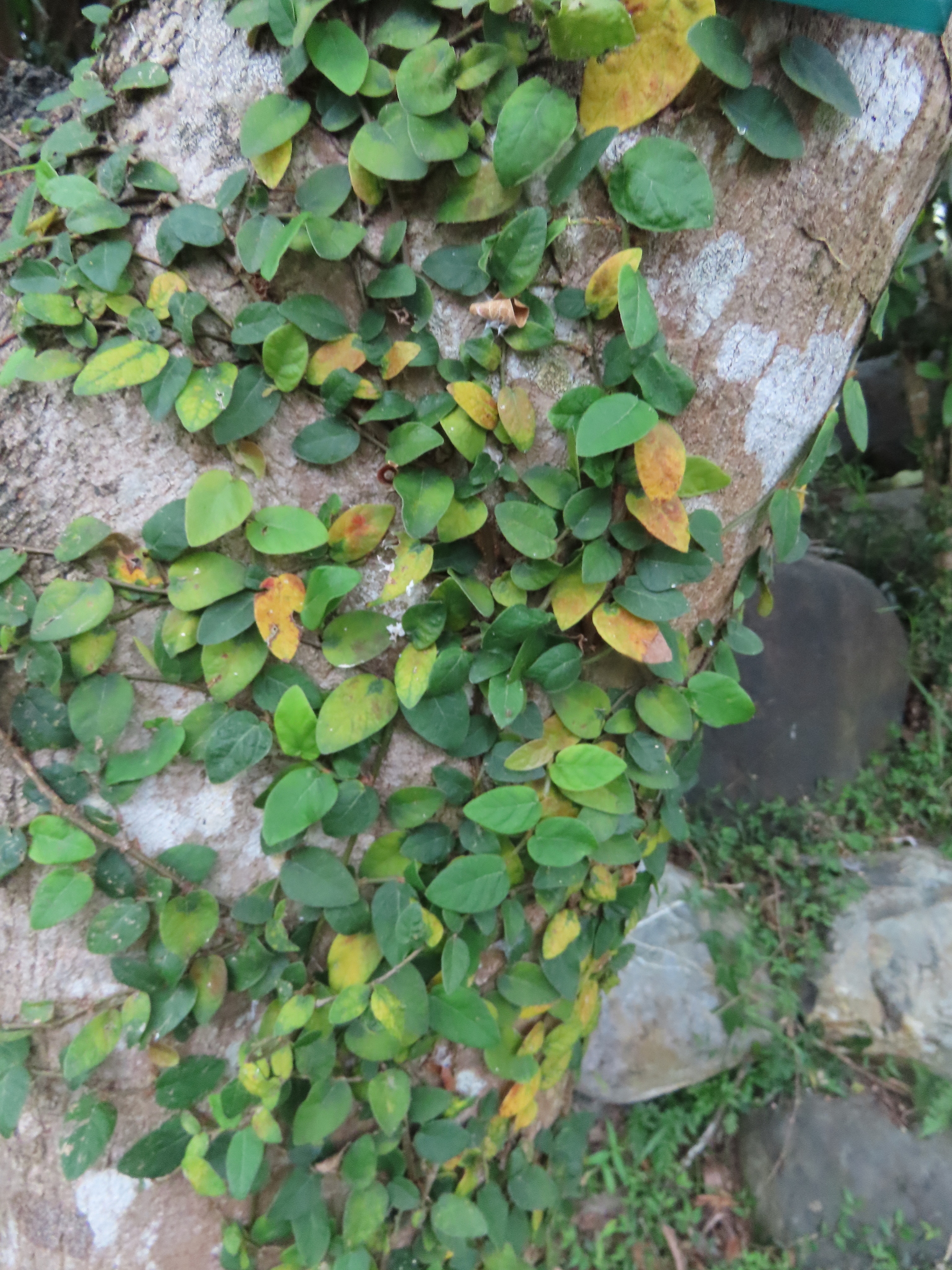 Imagem de Samambaia-de-jardim