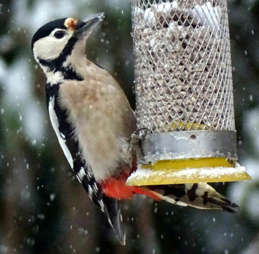 Syrian Woodpecker