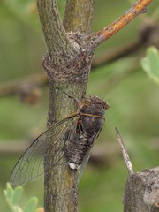 Diceroprocta