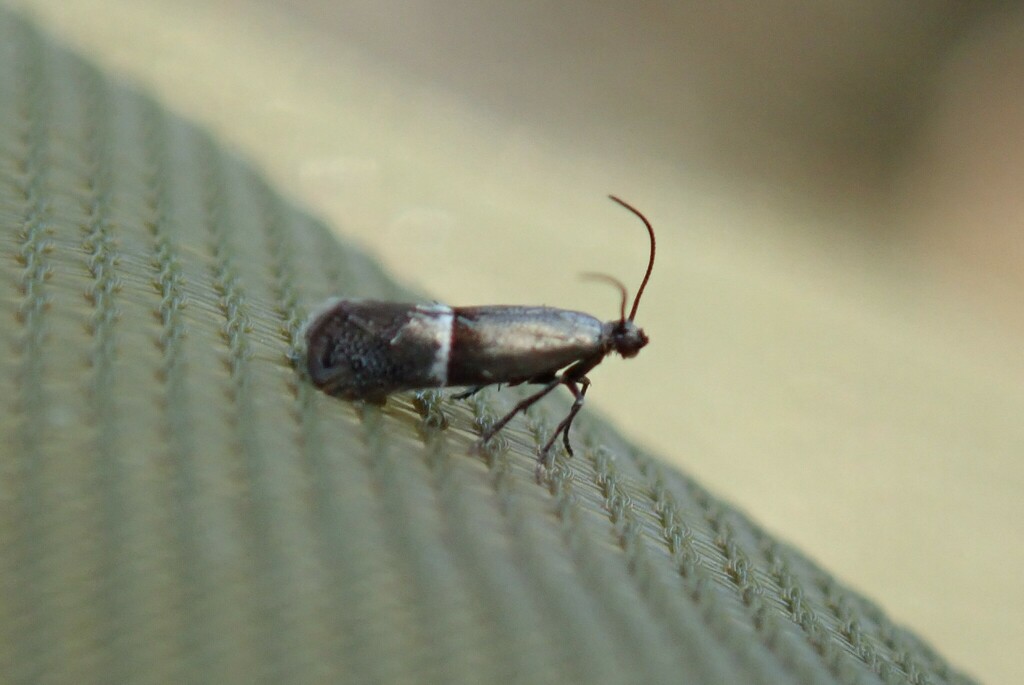 Klimeschia transversella
