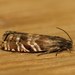 Spruce Seed Moth - Photo (c) Donald Hobern, some rights reserved (CC BY)