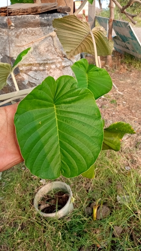 Foto de Sementes de Ololiuqui
