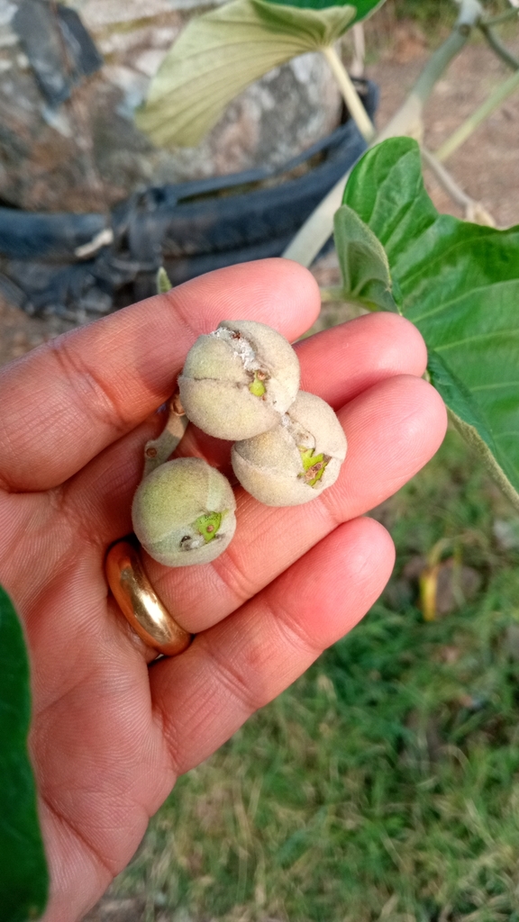Foto de Sementes de Ololiuqui