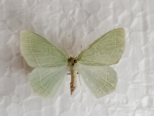 Piadivka plamienková (Hemistola chrysoprasaria)