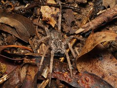 Mituliodon tarantulinus