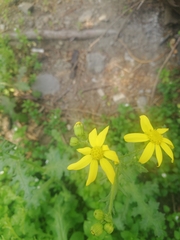 Senecio vernalis