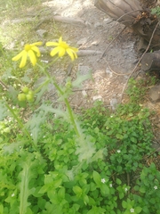 Senecio vernalis
