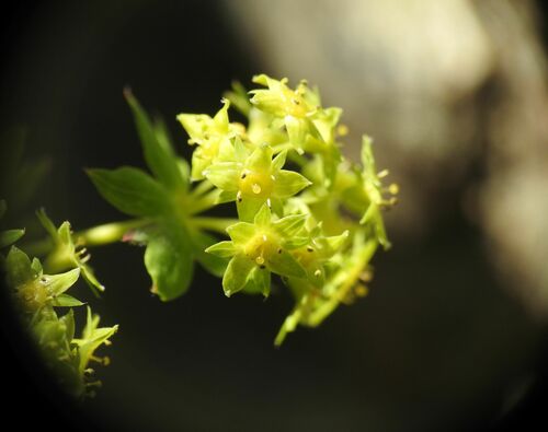 Hairless lady's mantle (Alchemilla fissa)