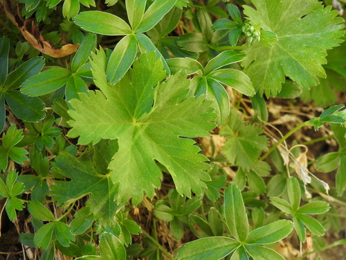 Image of Alchemilla fissa by (c) Yves Bas, some rights reserved (CC BY)