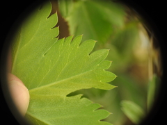 Alchemilla fissa, photograph (c) Yves Bas, some rights reserved (CC BY)