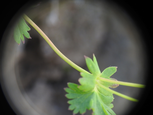Alchemilla fissa, photograph 3