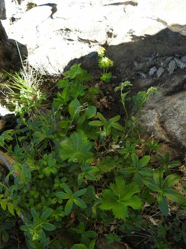 Alchemilla fissa, photograph 4