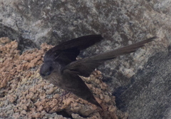 Ptyonoprogne concolor