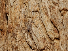 Tamopsis fickerti