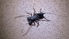 Mastigoproctus tohono