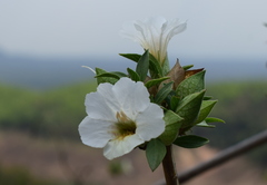 Petalidium barlerioides