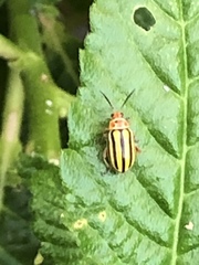 Disonycha spilotrachela