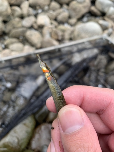 Barhead pipefish (Microphis leiaspis) — Syngnathidae