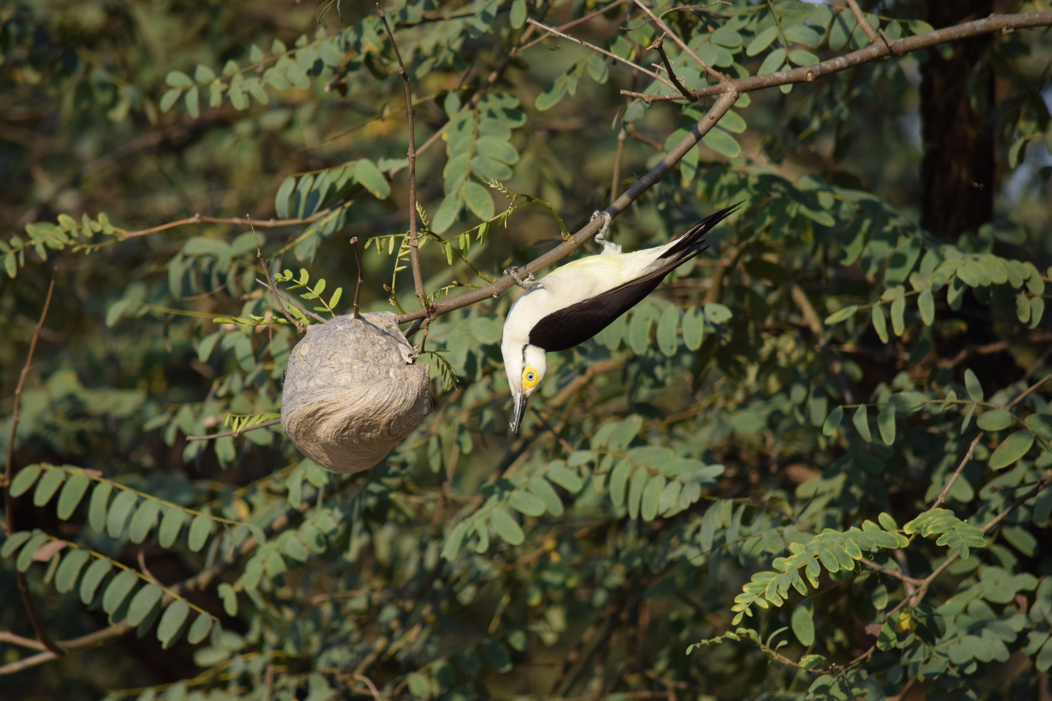 White Woodpecker illustration