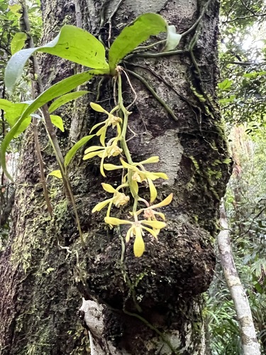 Image of Sarcochilus parviflorus by (c) Lucas Christofides, some rights reserved (CC BY)
