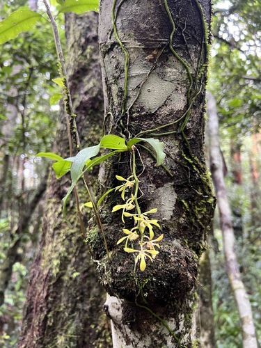 Image of Sarcochilus parviflorus by (c) Lucas Christofides, some rights reserved (CC BY)
