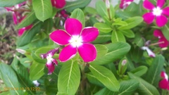 Catharanthus roseus