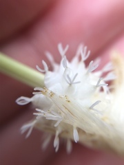 Carex fraseriana