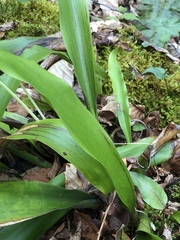 Carex fraseriana