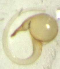 Sericoderus apicalis