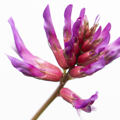 Astragalus monspessulanus