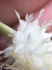 Carex fraseriana