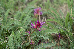 Astragalus monspessulanus