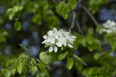 Pyrus communis pyraster