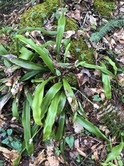 Carex fraseriana