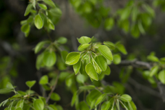 Pyrus communis pyraster