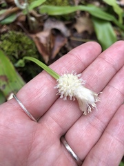 Carex fraseriana