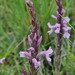 Small Pink Witchweed - Photo (c) Reuben Heydenrych, some rights reserved (CC BY-NC), uploaded by Reuben Heydenrych