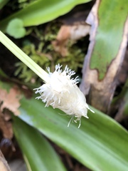 Carex fraseriana