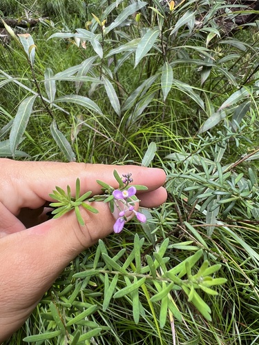 Comesperma esulifolium (Comesperma esulifolium)