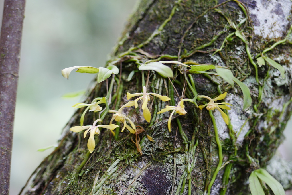 Sarcochilus parviflorus