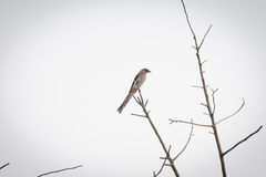 Dendrocitta formosae formosae