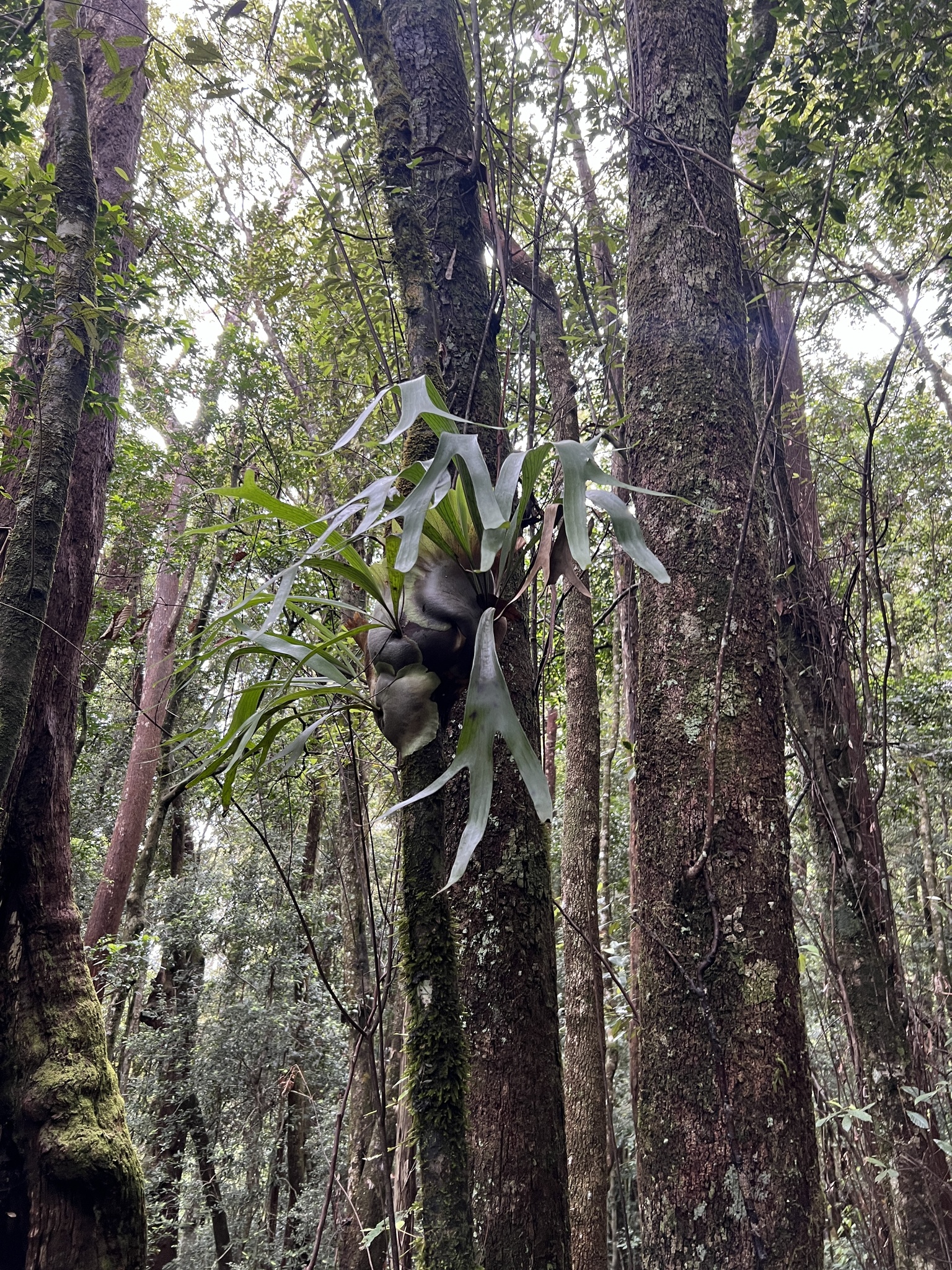Imagem de Samambaia-de-chifre