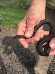 Nerodia clarkii clarkii