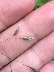 Poa cuspidata