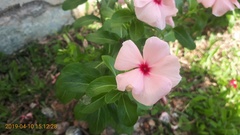 Catharanthus roseus