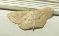 Scopula hypochra