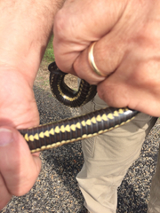 Nerodia clarkii clarkii