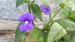 Achetaria azurea